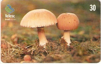 SC-175 - Cogumelos - 1/4