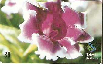 SC-171 - Flores Daqui - 5/8