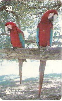 MS-007 - Arara Vermelha - B1