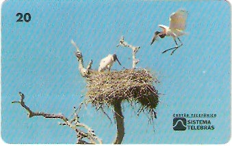 MS-010 - Tuiuiú - B1