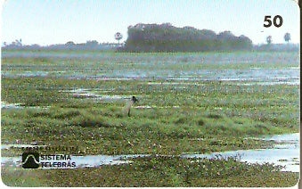 MS-013 - Pantanal - C2