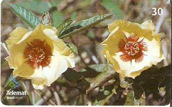 MT-333 - Flores - 04/10