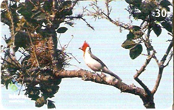MT-372 - Aves - 08/10