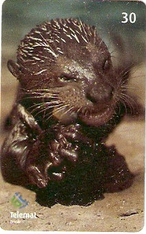 MT-375 - Animais - 08/10