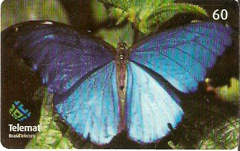 MT-385 - Borboleta Azul