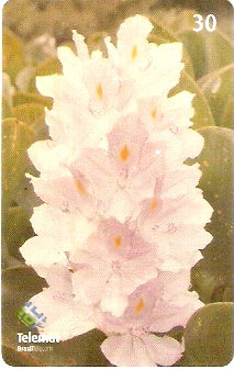 MT-404 - Flores - 07/10