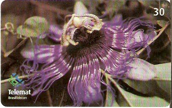 MT-407 - Flores - 10/10