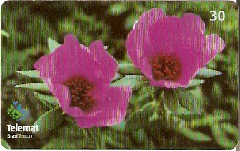 MT-406 - Flores - 09/10