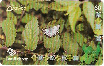 MT-423 - Folhas do Cerrado