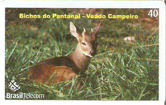 MT-503 - Bichos do Pantanal - 2/5