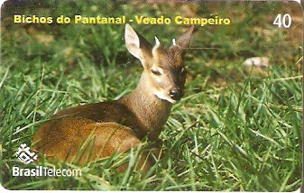 MT-508 - Bichos do Pantanal - 2/5