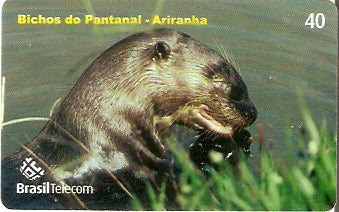 MT-509 - Bichos do Pantanal - 3/5