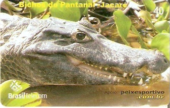 MT-510 - Bichos do Pantanal - 4/5