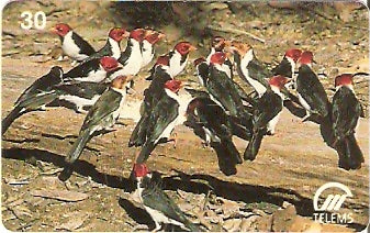 MS-037 - Cabecinhas Vermelhas