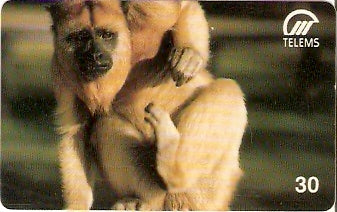 MS-038 - Macaco Bugio