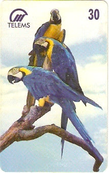 MS-048 - Arara Canindé