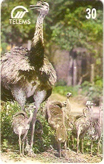 MS-049 - Ema com Filhotes