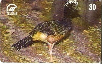 MS-047 - Mutum Pinima