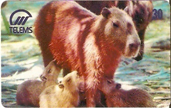 MS-055 - Capivara