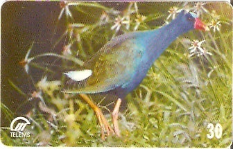 MS-056 - Frango D'água