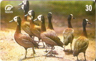 MS-057 - Marrecas Irerê