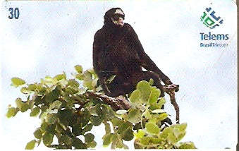 MS-073 - Macaco Aranha