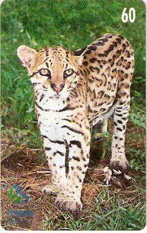 MS-082 - Jaguatirica