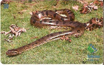 MS-075 - Sucuri Preta