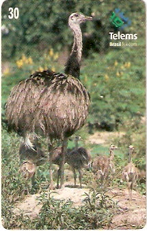 MS-081 - Ema com Filhotes