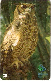 MS-084 - Coruja de Orelha