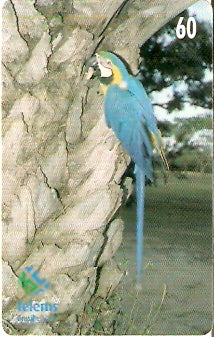 MS-086 - Arara Canindé