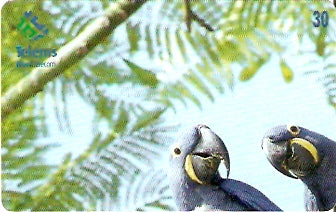 MS-125 - Araras Azuis - 1/4