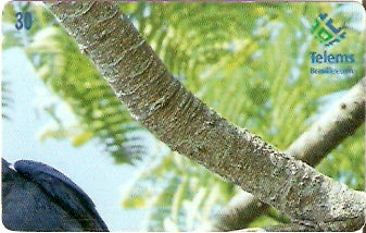 MS-126 - Araras Azuis - 2/4