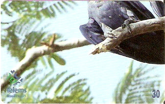 MS-127 - Araras Azuis - 3/4