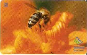 MS-131 - Abelha