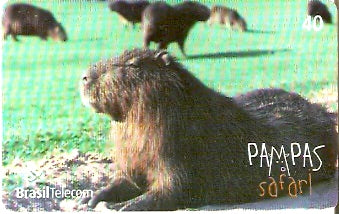 RS-0841 - Pampas Safari - 40C - 03/11