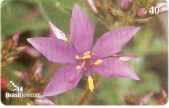 SC-502 - Flores Silvestres - 09/11