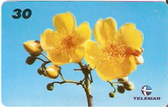 AP-115 - Flor do Cerrado
