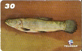 MA-265 - Peixes - 08/10