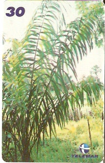 MA-392 - Palmeira de Bacaba