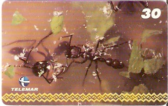 AM-050 - Dança - I1 1/8