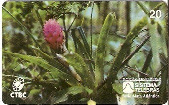 CTBC-015 - Bromélia