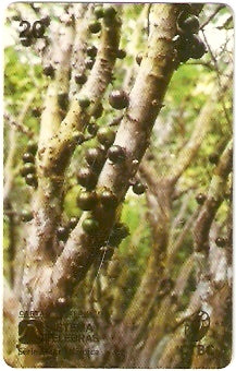 CTBC-018 - Jabuticaba