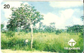 AP-012 - Barbatimão