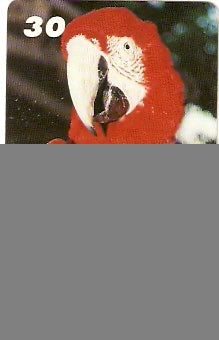 AP-091 - Arara Vermelha