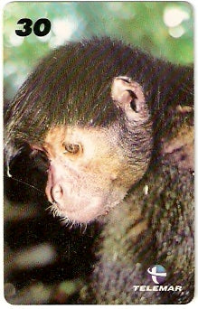 AP-107 - Macaco Cuamba
