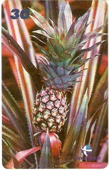 AP-164 - Abacaxi da Terra