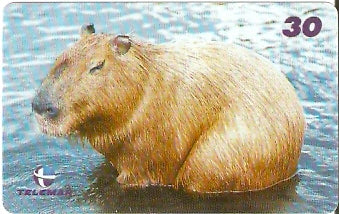 AP-152 - Capivara