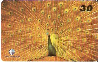 PB-071 - Pavão Dourado