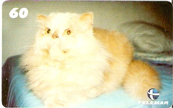 PB-178 - Gato Persa